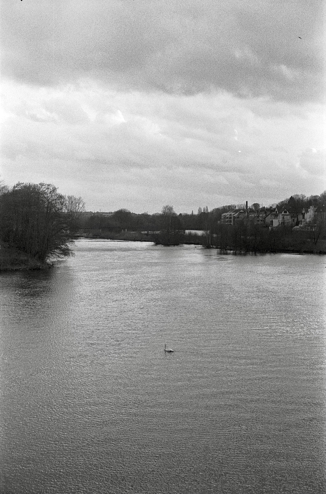 Single swan on a wide grey river under a heavy overcast sky, bare trees along both banks