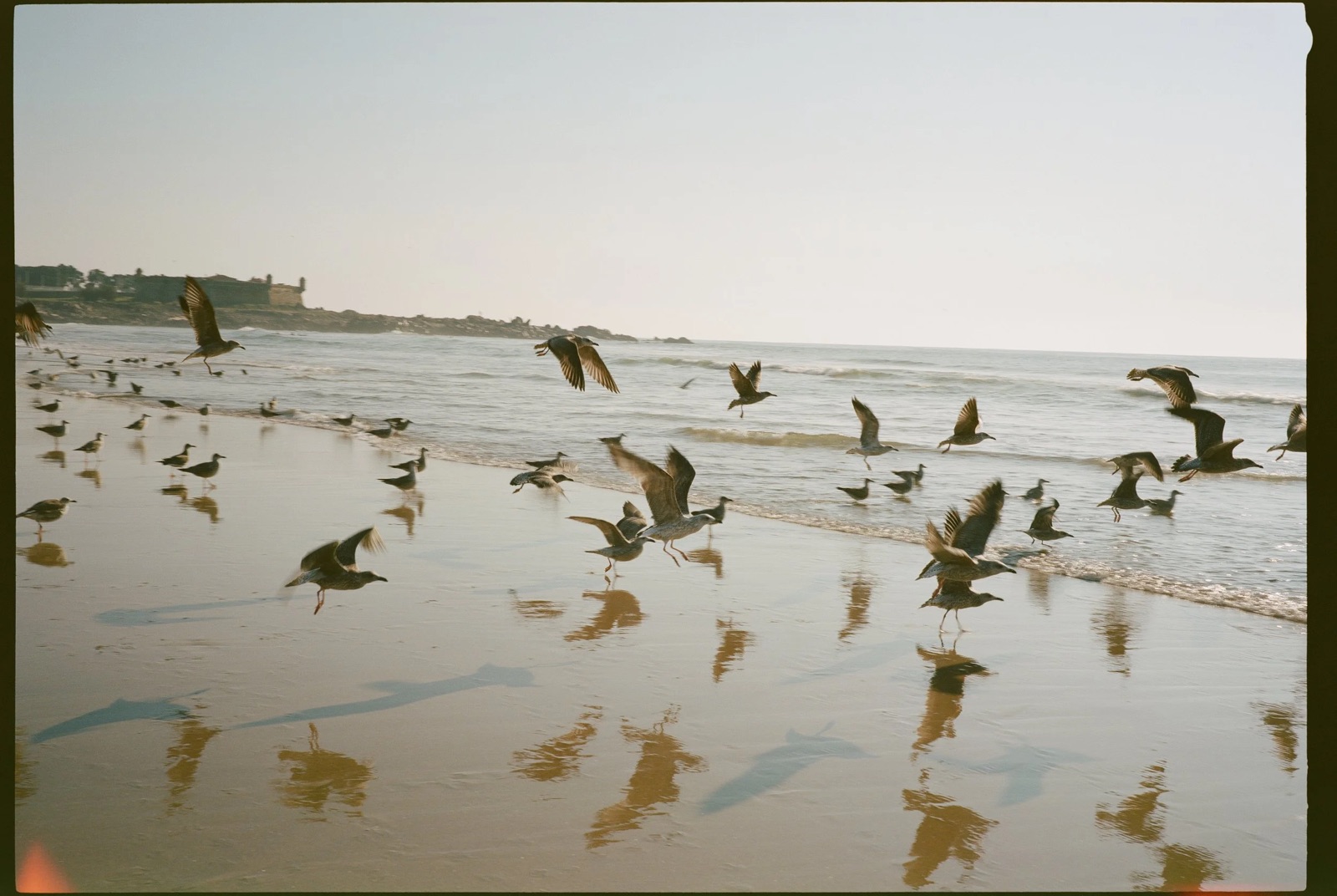 Gulls scattering and landing on wet sand at the tideline, reflections stretching across the shore