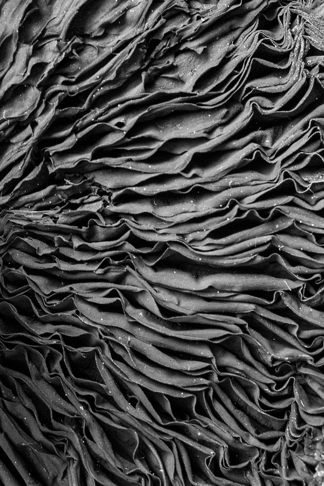 Close abstract of densely rippled fabric folds filling the frame like waves