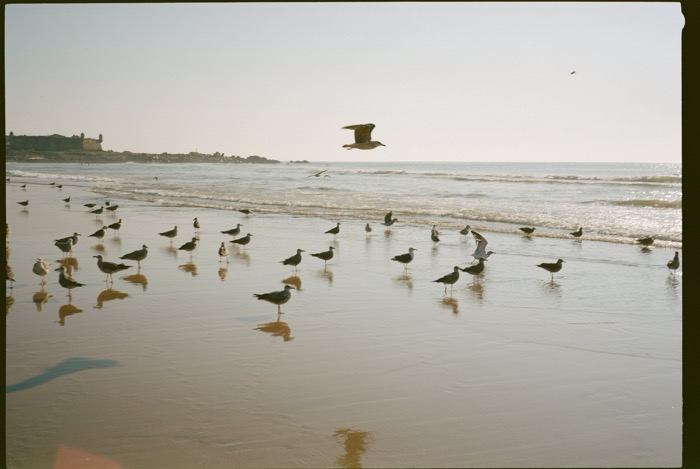 Gulls standing on a wet beach at low tide, one bird in flight, a town on the headland behind