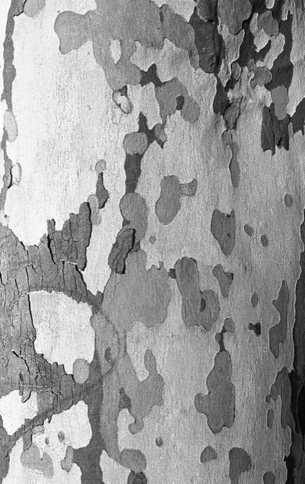 Close-up of plane tree bark, its peeling patches forming a camouflage pattern
