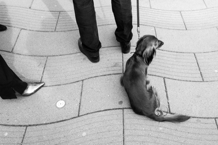 Long-haired dachshund sitting on curved paving beside the legs of two waiting people