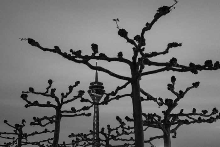 Lit television tower glimpsed between the pruned bare branches of plane trees at dusk
