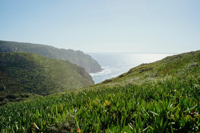 Green succulent-covered clifftop sloping down to a sunlit sea