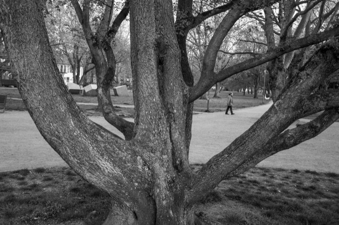 Broad multi-trunked tree filling the frame in a bare park, a lone walker passing on the path behind
