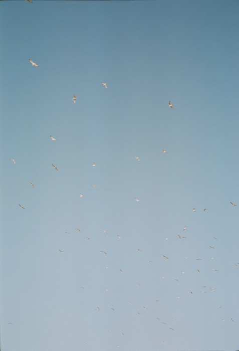 Dozens of gulls wheeling high in a clear pale blue sky