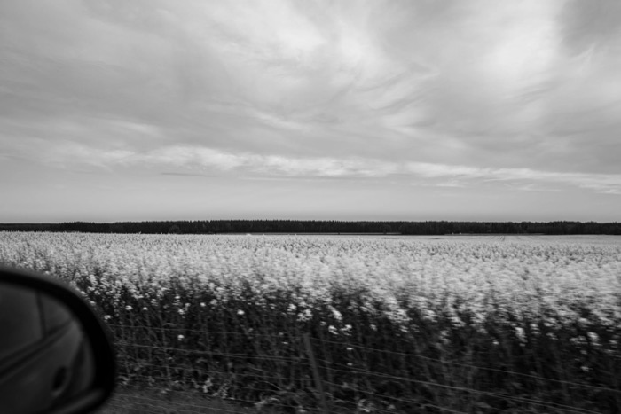 Flowering field rushing past a car window, wing mirror at the lower left and a forest on the horizon