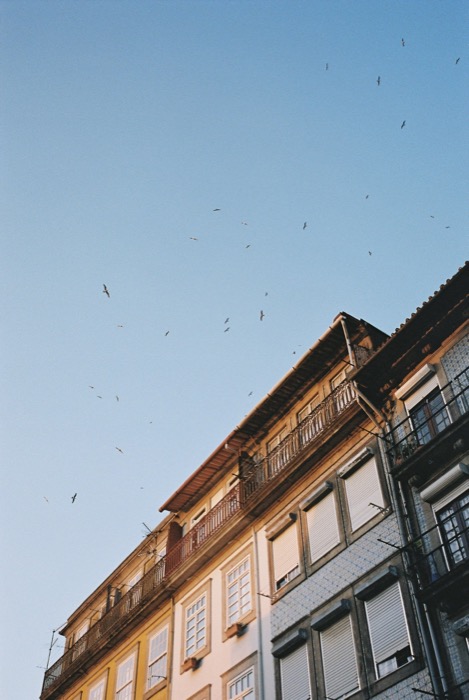 Gulls wheeling over tiled townhouses with wrought-iron balconies against a clear evening sky
