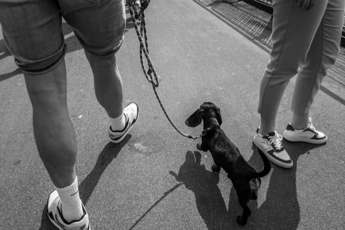 Dachshund on a lead between two pairs of legs on sunlit asphalt, shadows stretching across