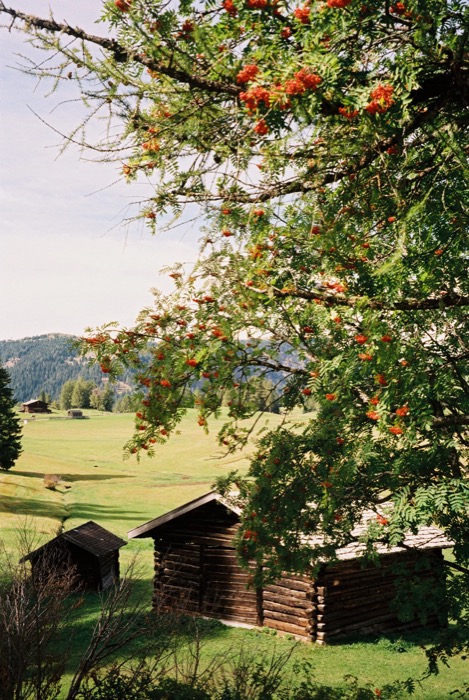 Rowan branches heavy with berries framing two dark timber huts on an alpine meadow