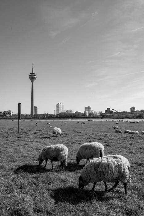 Sheep grazing on a riverside meadow with a city skyline and tall observation tower behind