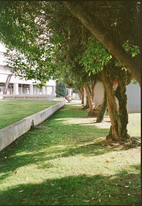 Sunlit lawn under a row of gnarled trees, a lone figure sitting on a low wall in the distance