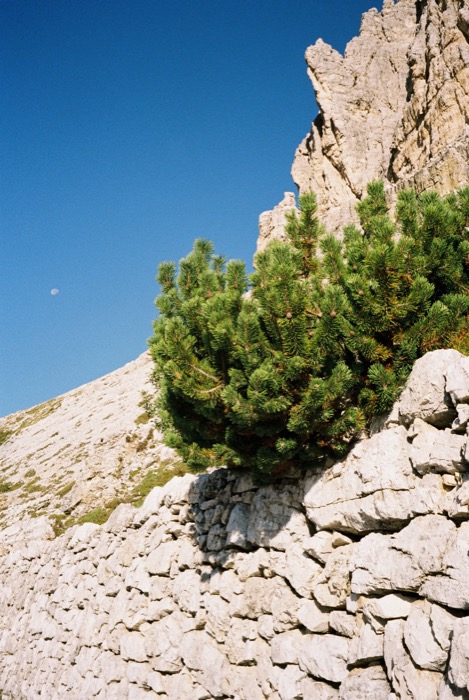 Mountain pine growing out of pale limestone scree, a faint daytime moon in the deep blue sky