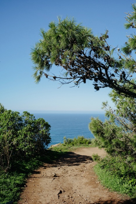 Dirt path through coastal scrub opening onto deep blue sea, a wind-bent pine overhead