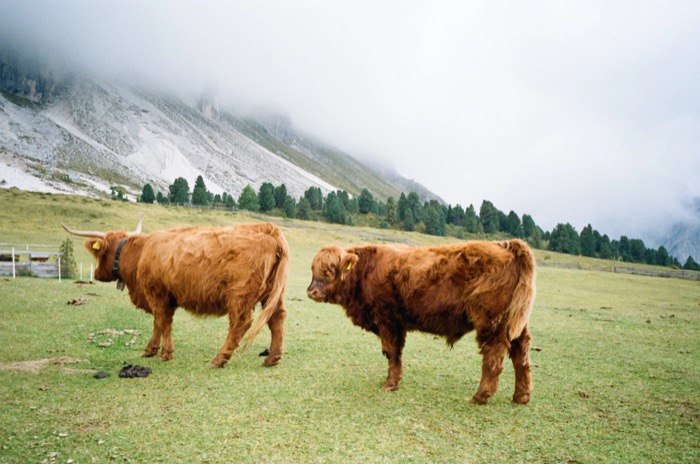 Two shaggy Highland cattle grazing on a mountain pasture below cloud-covered rock faces