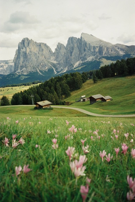 Wooden alpine huts on a green meadow of pink crocuses beneath jagged Dolomite peaks