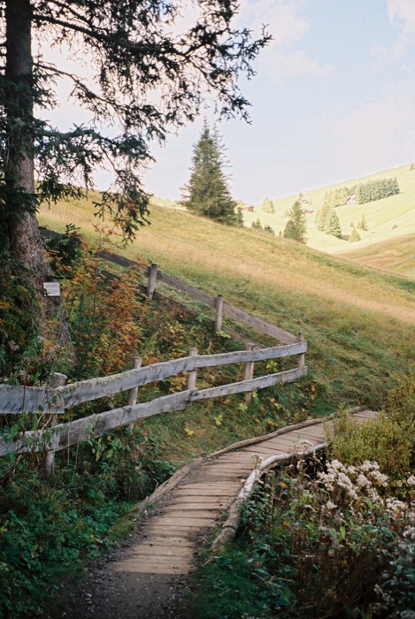 Wooden boardwalk and split-rail fence winding downhill under a larch on a mountain pasture