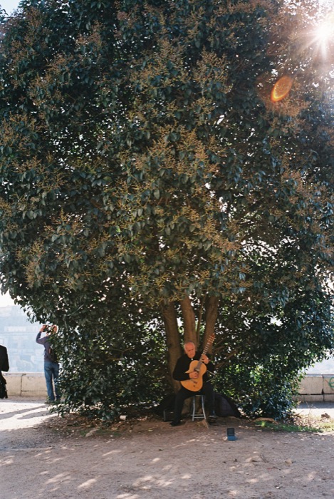 Guitarist playing alone beneath a huge spreading tree, a passer-by taking a picture at the left
