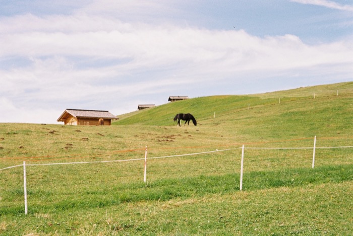Dark horse grazing on a fenced alpine meadow with wooden huts along the ridge