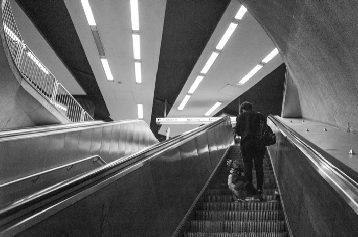 Person and a dog ride an escalator up out of an underground station lit by long fluorescent tubes