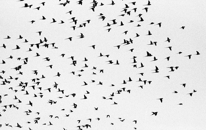 Hundreds of birds scattered in flight as dark specks against a blank pale sky