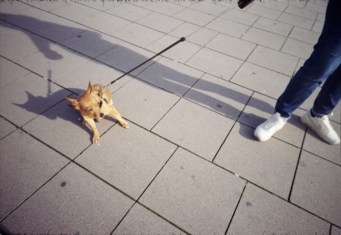 Small tan dog splayed flat on paving stones, refusing to move at the end of a taut lead