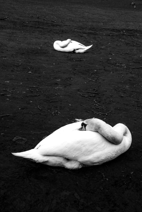 Two swans rest with heads tucked into their wings on dark bare earth