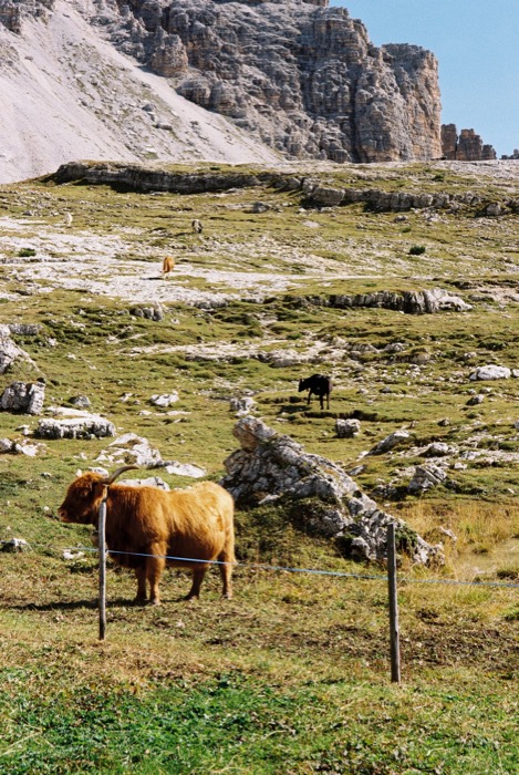 Shaggy highland cow behind a wire fence on a rocky alpine pasture below pale limestone cliffs